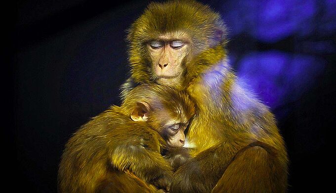 Les animaux plus sensibles à la souffrance de leurs congénères que les humains ?!