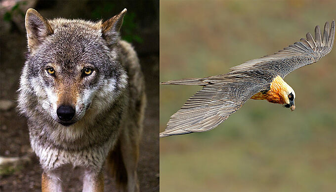 Loups et rapaces empoisonnés dans les Alpes : l'enquête classée sans suite