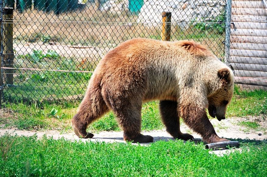 Nastia a été extirpée des griffes d'un zoo délabré. Photo : © Vier Pfoten