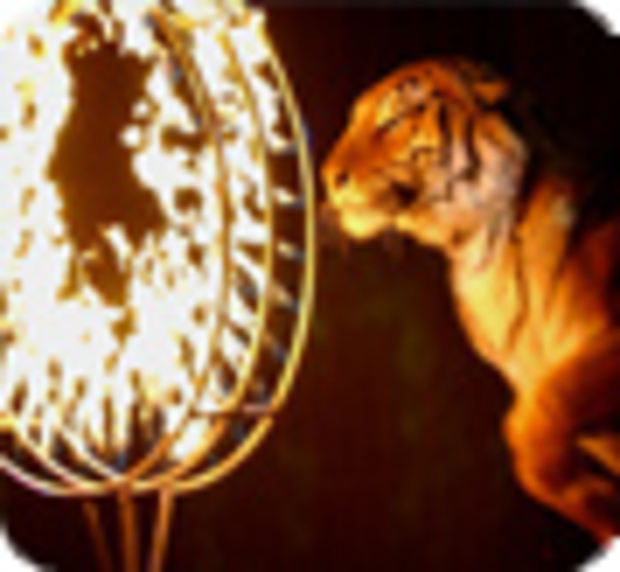 Les cirques avec animaux bientôt interdits à Paris ?