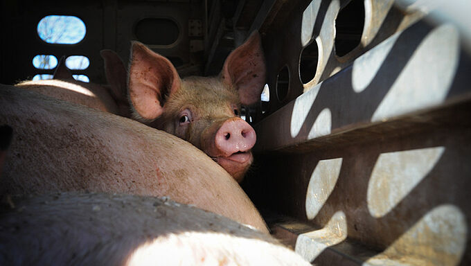 Les eurodéputés demandent des règles plus protectrices pour le transport d’animaux vivants
