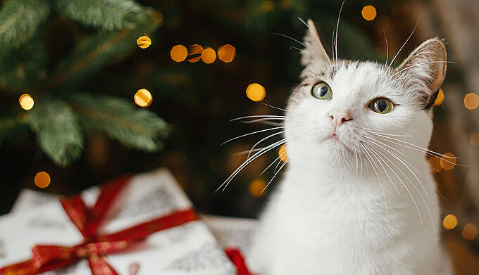 3 idées de cadeaux de Noël à offrir pour aider les animaux