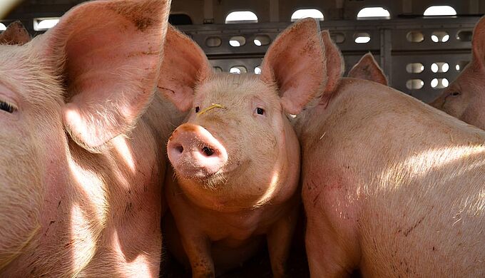 Une première : un commissaire en charge du bien-être animal en Europe