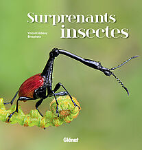 Surprenants insectes