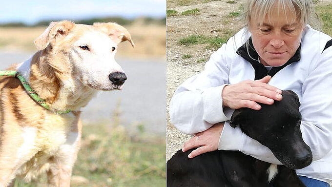 Snoopy et Mémère à la recherche d’une famille aimante pour leurs vieux jours