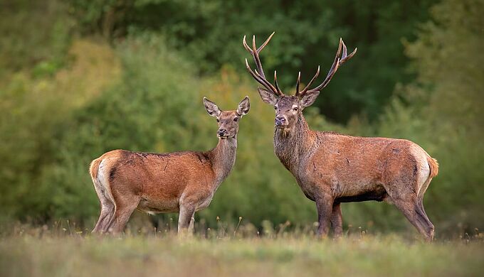 Non à la chasse au cerf dès le 1er juin !