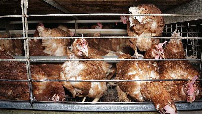 Le Conseil d’État épingle le gouvernement sur les poules en cages. Partagez l'info !