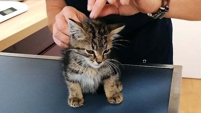 Un chaton libéré des égouts grâce à la mobilisation de la Fondation 30 Millions d’Amis