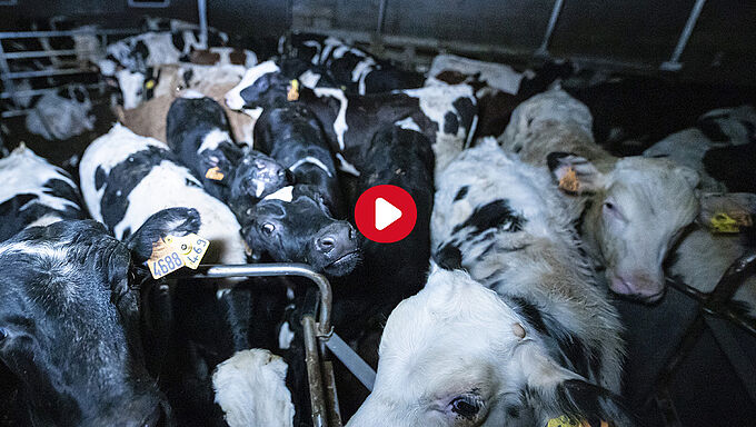 Le supplice des veaux engraissés pour leur viande
