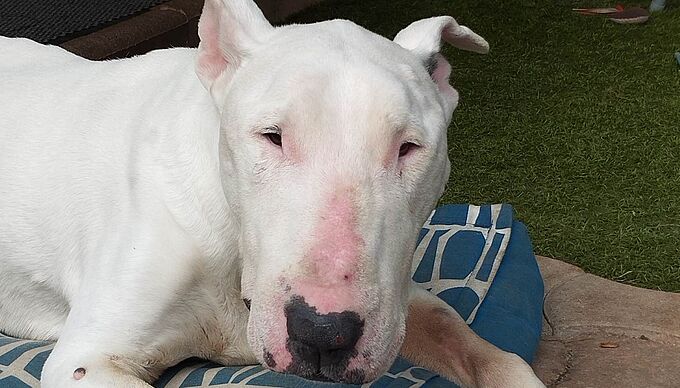 Délaissé et négligé, ce Bull Terrier de 12 ans s’offre une belle retraite