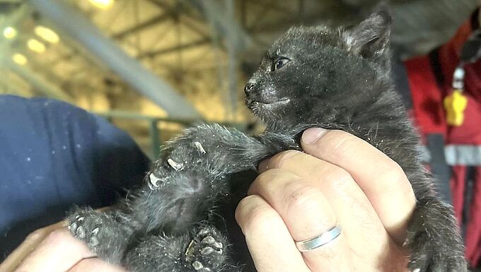 Des chatons et leur maman sauvés par les pompiers