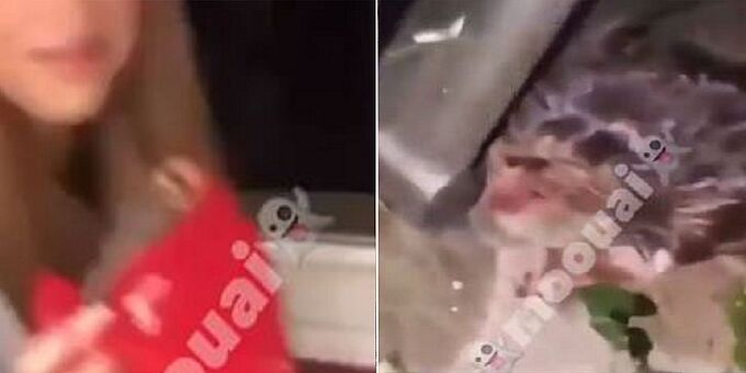 Vidéo choc d’une jeune femme jetant un hamster par la fenêtre