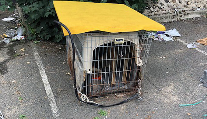 Une chienne enfermée dans une cage en plein soleil au Blanc-Mesnil