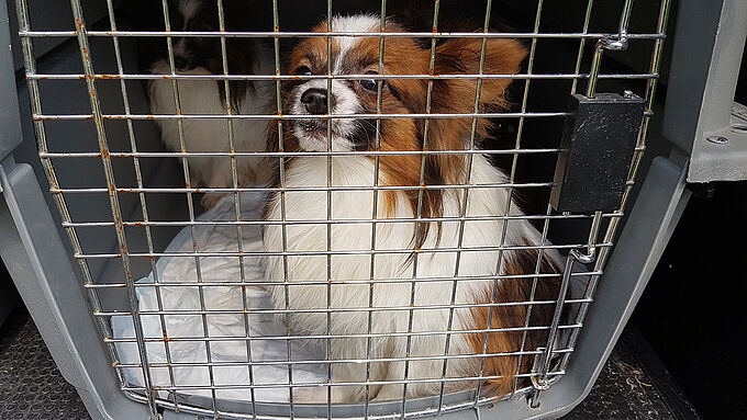 Un élevage s’arrête à Cramont : la Fondation recueille les chiens
