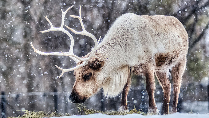 L’emblématique caribou en danger