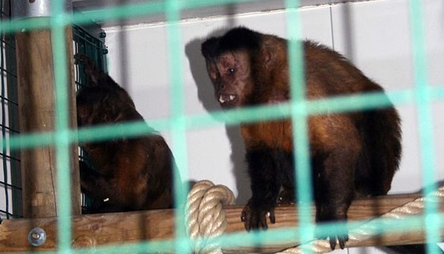 2 capucins ont été sauvés. © Refuge de l'arche