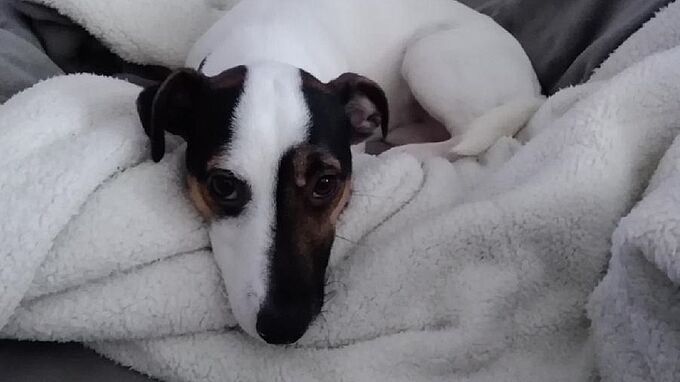 3 mois de prison avec sursis pour avoir achevé un chien à la batte de baseball