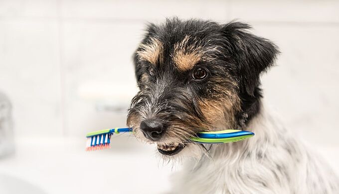 Comment assurer une bonne hygiène dentaire à mon animal ?