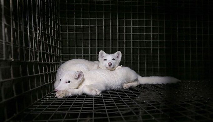 Élevage d'animaux à fourrure : c'est fini en Pologne !