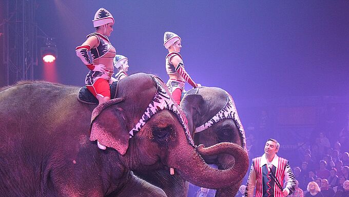 Paris interdit les cirques avec animaux sauvages. Et si enfin tout changeait ?