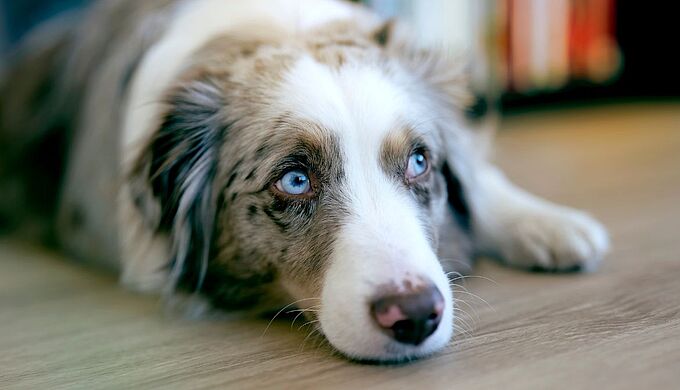 Un chien retrouvé mort dans un appartement : le coup de gueule d'un commissaire de justice