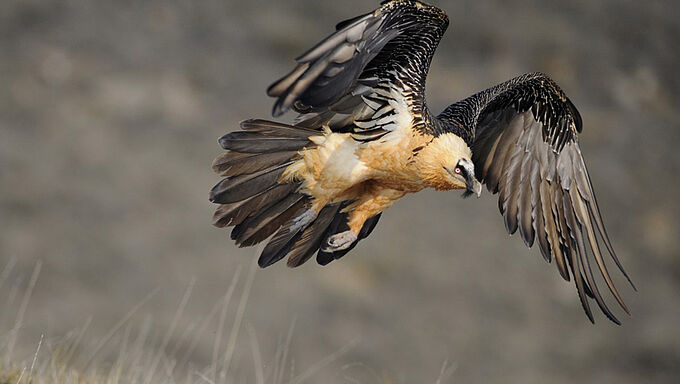 Une bonne nouvelle pour ces vautours menacés qui 