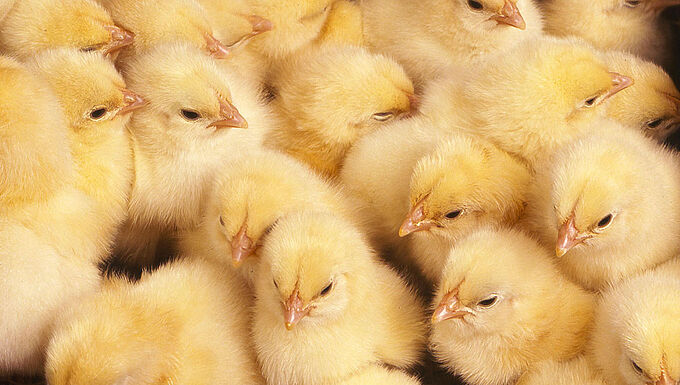 La filière œufs « prête » pour l'arrêt du broyage des poussins mâles