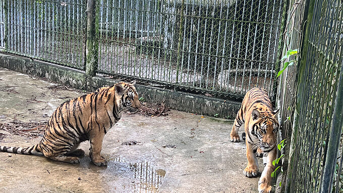 Le zoo de Phuket à la sinistre réputation pour les animaux ferme ses portes. Partagez l'info !