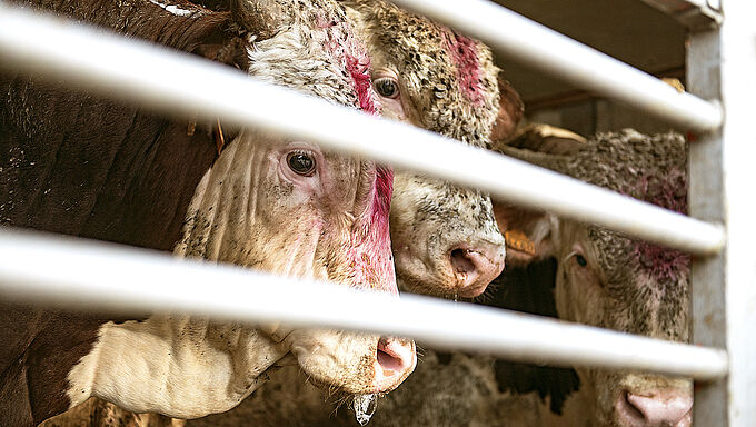 Records de chaleur en vue : « il faut interdire les transports d’animaux d’abattoir ! »