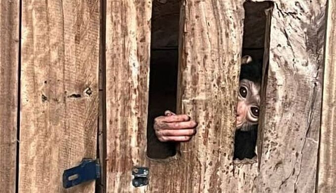 Le plus grand trafic d’espèces sauvages de tous les temps ? Nos révélations exclusives