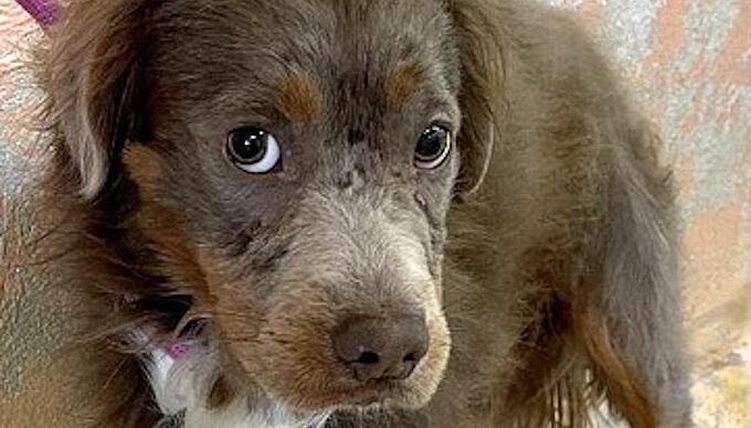 50 chiens, chats, volailles et équidés sauvés par 30 Millions d'Amis dans une maison de l’horreur