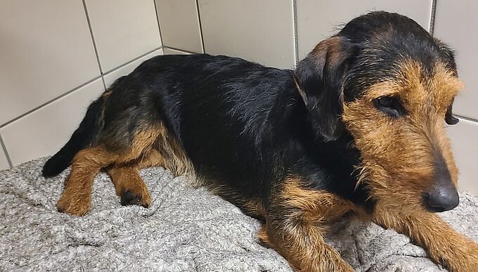 Un chien de chasse retrouvé blessé sur l’autoroute, sauvé in extremis