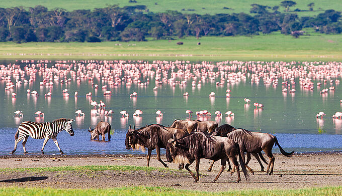 La faune sauvage a décliné de deux tiers en 50 ans... Quand allons-nous enfin réparer nos erreurs ?