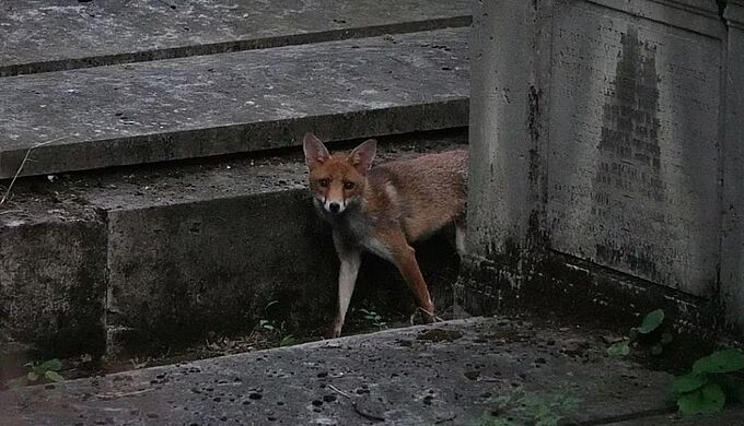 La vie nocturne des renards du Père-Lachaise
