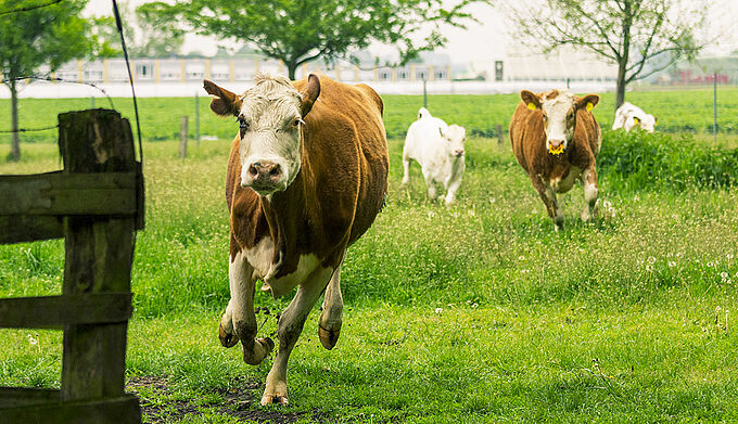 Une vache succombe lors d’un rodéo sauvage !