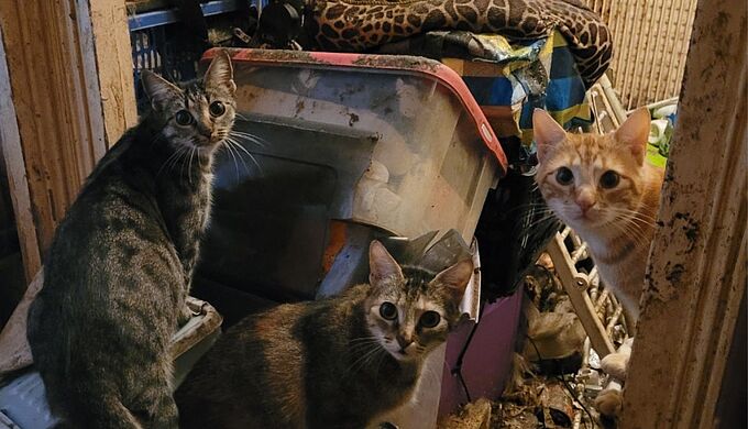 Ces chats qui vivaient dans un logement insalubre ont été sauvés