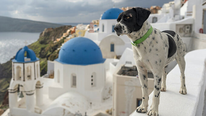 En Grèce, la cruauté animale passible de 10 ans de prison