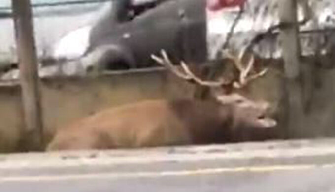 Chasse à courre : un cerf traumatisé, traqué jusque dans une gare