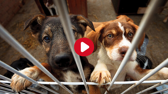 « Élevages-usines » de chiens : ces témoignages qui dénoncent l’horreur