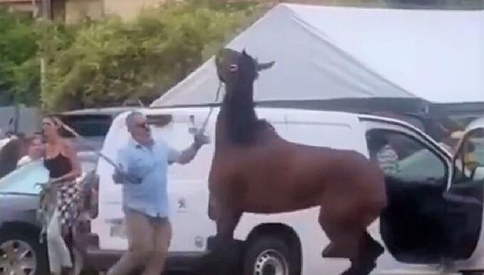 Les images d’une jument violentée lors d’une Fête du Cheval scandalisent