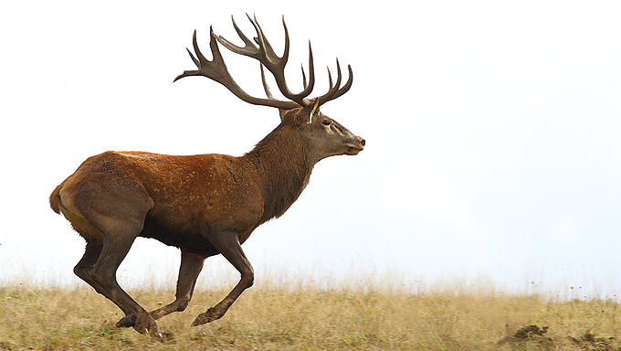 Un cerf tué à proximité d’enfants : ça suffit  !
