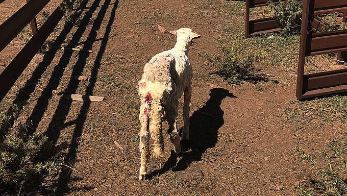 Nos pulls en laine peuvent cacher une terrible souffrance animale