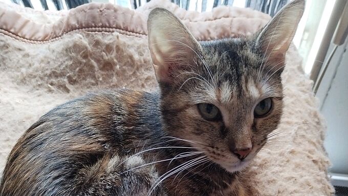 La Fondation 30 Millions d’Amis au secours de 40 chats dans un double sauvetage