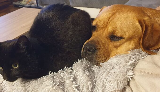 Sauvée de justesse de l’euthanasie, Kala a trouvé une famille !