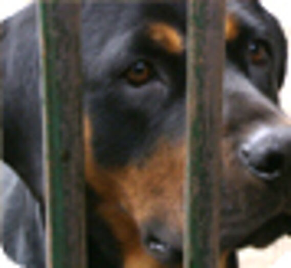 rottweiller