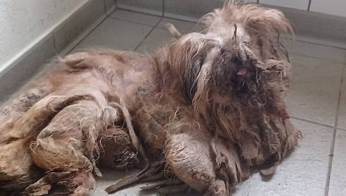 Retrouvé dans un état désastreux, un chien sauvé par la Fondation 30 Millions d’Amis