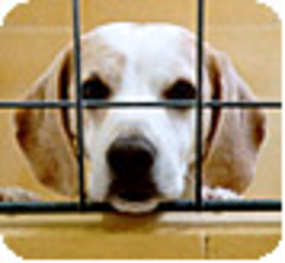 6 beagles tués "pour la science"