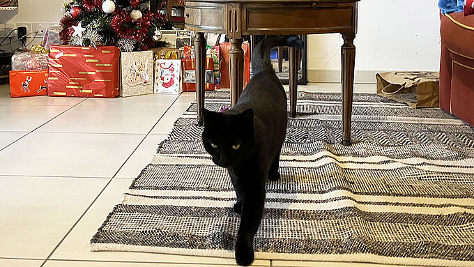 Cette chatte est retrouvée 4 mois après sa disparition sur une aire d’autoroute !