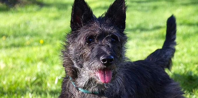 Venez adopter Fax, un cairn terrier de 8 ans