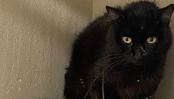 Un chat retrouvé avec une patte déchiquetée par un piège à lacets
